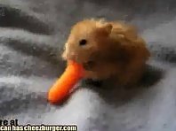 Hamster eats a whole carrot