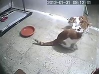 Cat fight between two cat housemates