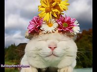 Cat Hats for Spring!