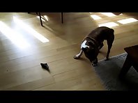 Dog dances like crazy - DonnaTheDog does a killer dance for a bone