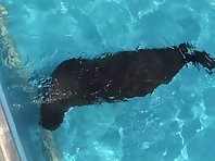 Funny sea lions
