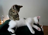 Cat giving a massage