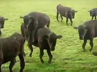 Dancing Cows