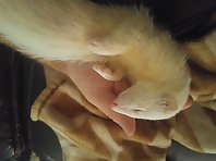 Ferret sleeping