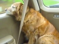 dog putting on her own seatbelt