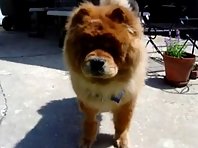 Chow Chow