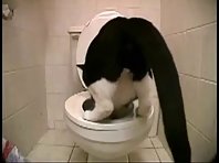 Cat on the toilet
