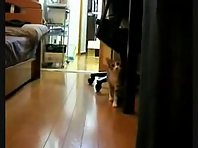 Ninja Cat