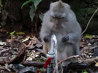 Monkey taking a bath