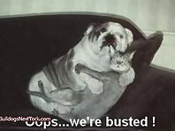 Funny Bulldogs!