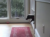 Doggie door faceplant