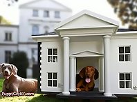 World's Most Expensive Dog Houses