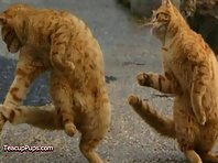 Look at these dancing animals!