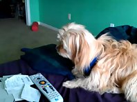 Confused Norfolk Terrier