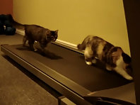 Treadmill Kittens