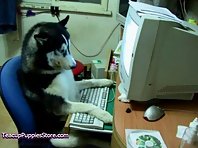 Pets Surfing the Web