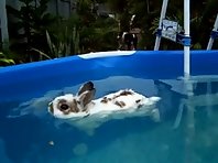 Chilled Rabbit