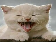 Laughing Cat