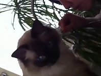 Boss & Cat eating plant