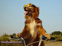 Dogs on Bikes!