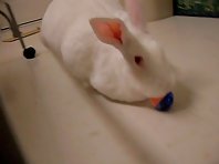 My playful rabbit!