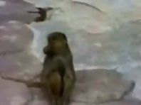 Monkey scares itself looking in a mirror