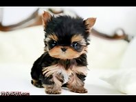 Cute Puppies - Guaranteed To Make You Smile!