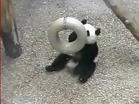 Panda and a silver ring