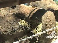 Elephants at Calgary Zoo