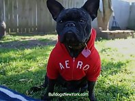 Adorable French Bulldogs in Costumes
