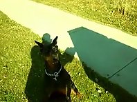 Doberman gets taught