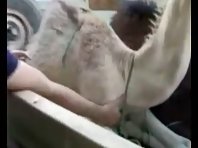 Ticklish Camel