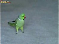 Athletic Parrot