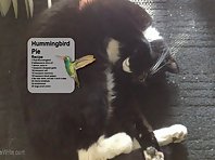 Cat wearing Glasses