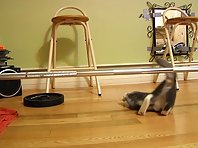 Rambo The Cat - Pumping Iron