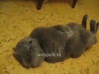 Funny cat