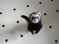 Just a ferret