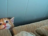 Kitten behind the Couch