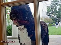 Bo Obama, Presidential Dog (Year 2)