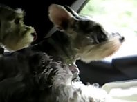 Super Schnauzers to the Rescue