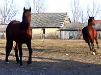 Horses and the dogs are playing