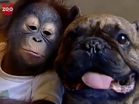 Bulldog kisses Orangutan