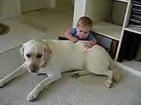 Labrador Climbing Gym