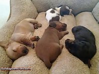 Adorable Puppies!