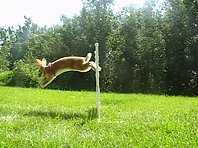 Adele the Agility Rabbit