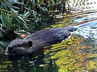 Beaver eating cottonwood