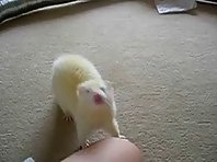 Ferret doesn't like water