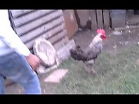 killer chicken