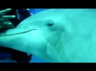 Funny dolphins