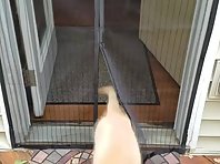 Puppy showing older dog how to go through screen door